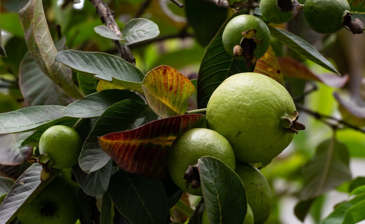 significa sonhar com frutas na Umbanda