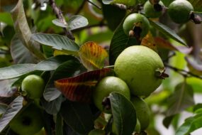 significa sonhar com frutas na Umbanda