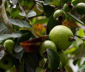 significa sonhar com frutas na Umbanda